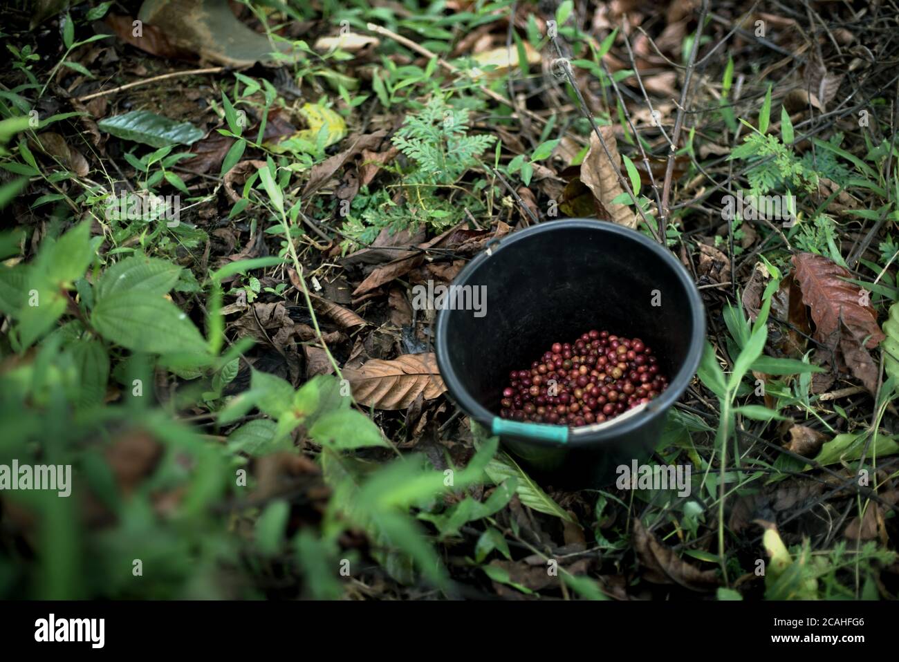Frisch gepflückte Robusta-Kaffeekirschen auf einem Bauernhof am Hang im Dorf Ciputri, Regentschaft Cianjur, West Java, Indonesien. Stockfoto