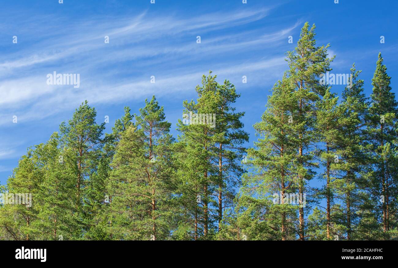 Kiefern-Baumkronen (Pinus Sylvestris) gegen blauen Himmel im Sommer, Finnland Stockfoto