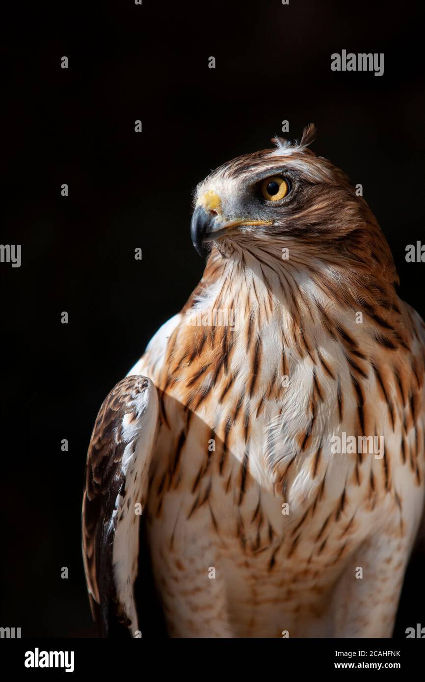 Porträt des Zwergadlers, Hieraaetus pennatus. Stockfoto