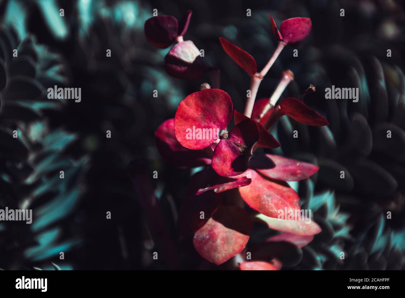 Schöne rote Pflanze im Garten. Nahaufnahme Stockfoto