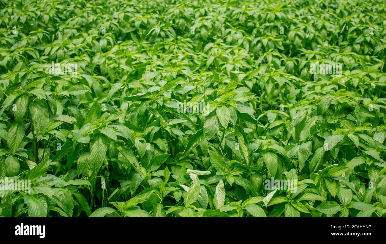 Kleine Jutebäume auf dem Feld Jute war einst als die goldene Faser von Bangladesch bekannt.Grüne Juteblätter schaffen einen schönen Hintergrund. Stockfoto