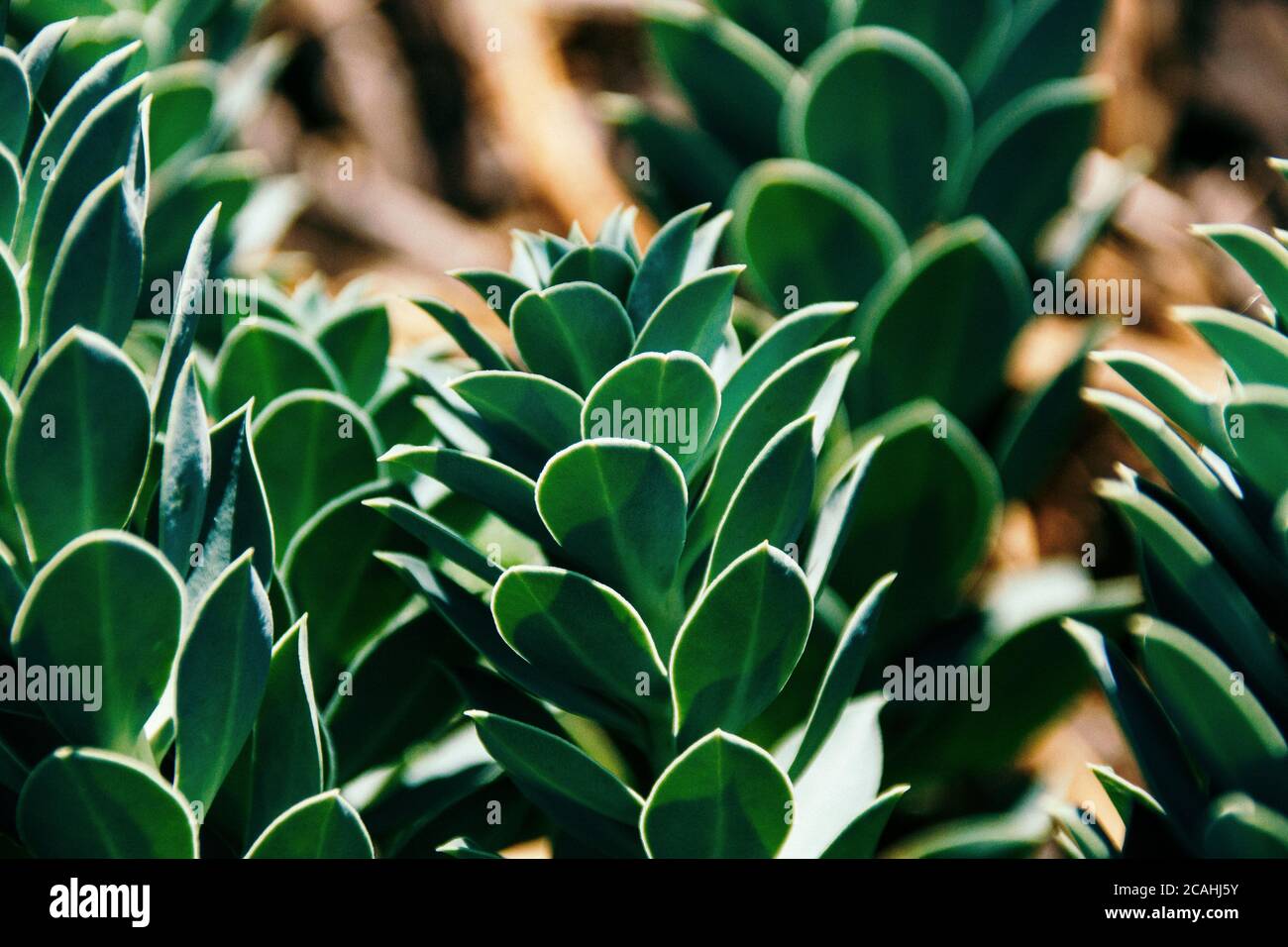 Fette Pflanzen im Garten in Nahaufnahme. Grüne Blätter Stockfoto