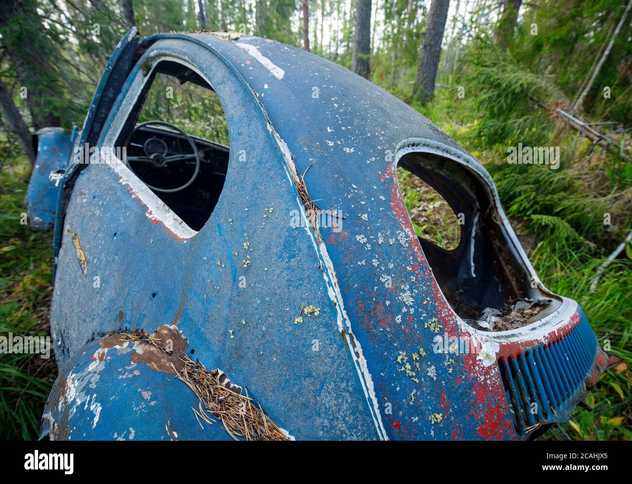 Alte blau abgestreifte Volkswagen Käferchassis im Wald im Sommer, Finnland Stockfoto