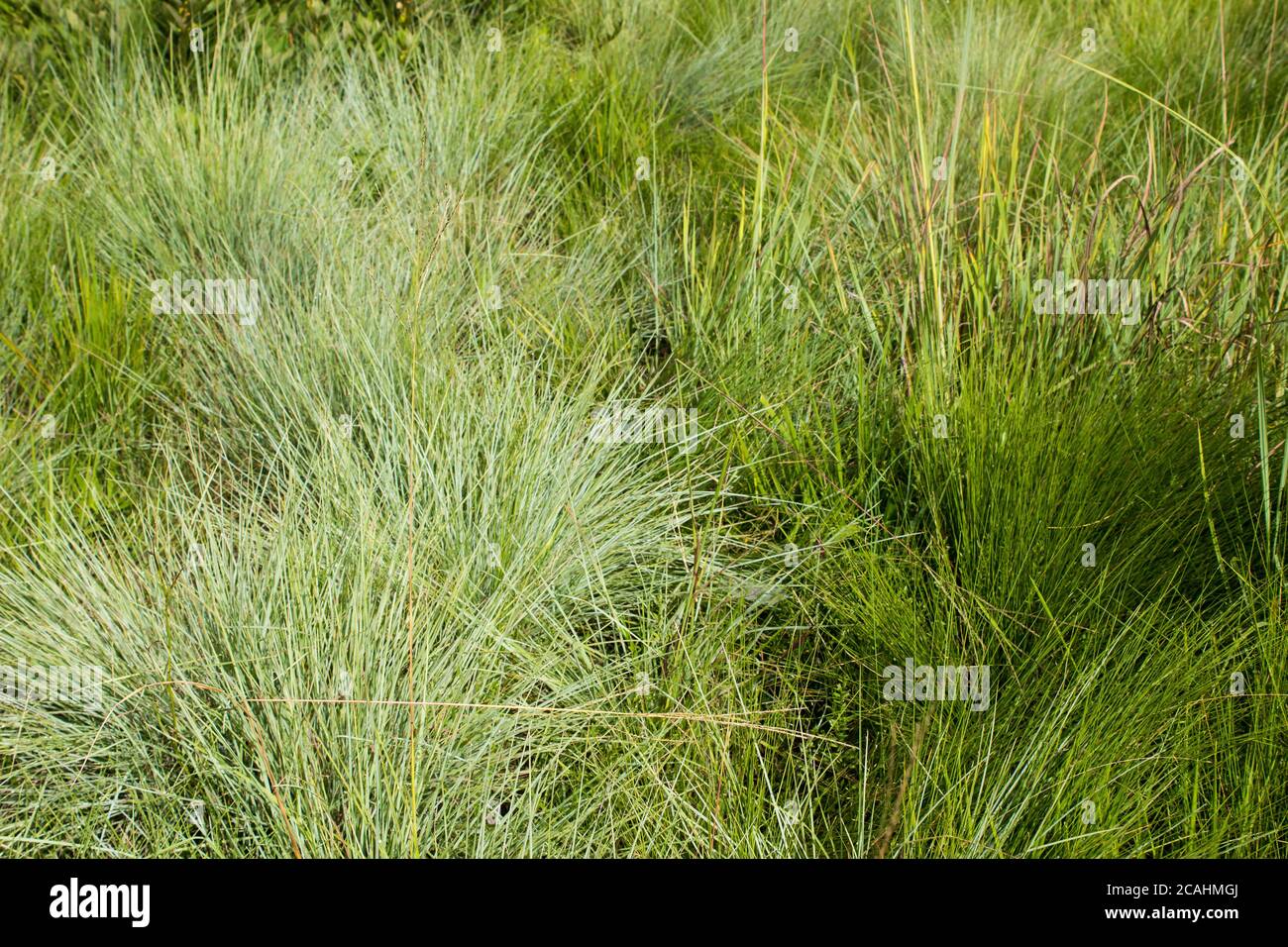 Grüne Buschgras im Sommer wachsen in den Afromontanen-Wiesen des Naturparks Lothenin den Drakensbergen von Süd-A Stockfoto