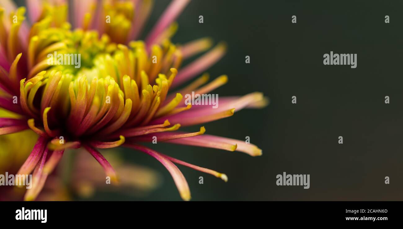 Violett-gelbe Chrysantheme Makrofotografie. Layout der Grußkarte. Chrysantheme Blütenblätter im selektiven Fokus. Unscharfer Hintergrund. Abstrakter Flowé Stockfoto