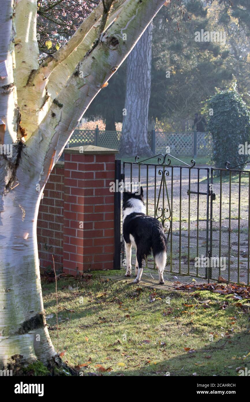 Border Collie Hund am Gartentor Stockfoto