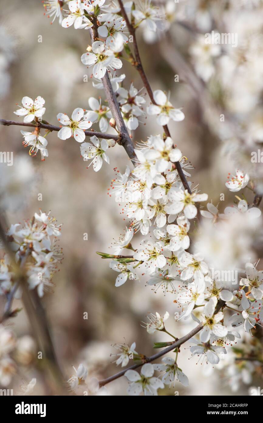 Blüte auf Schwarzdorn (Prunus spinosa) Stockfoto