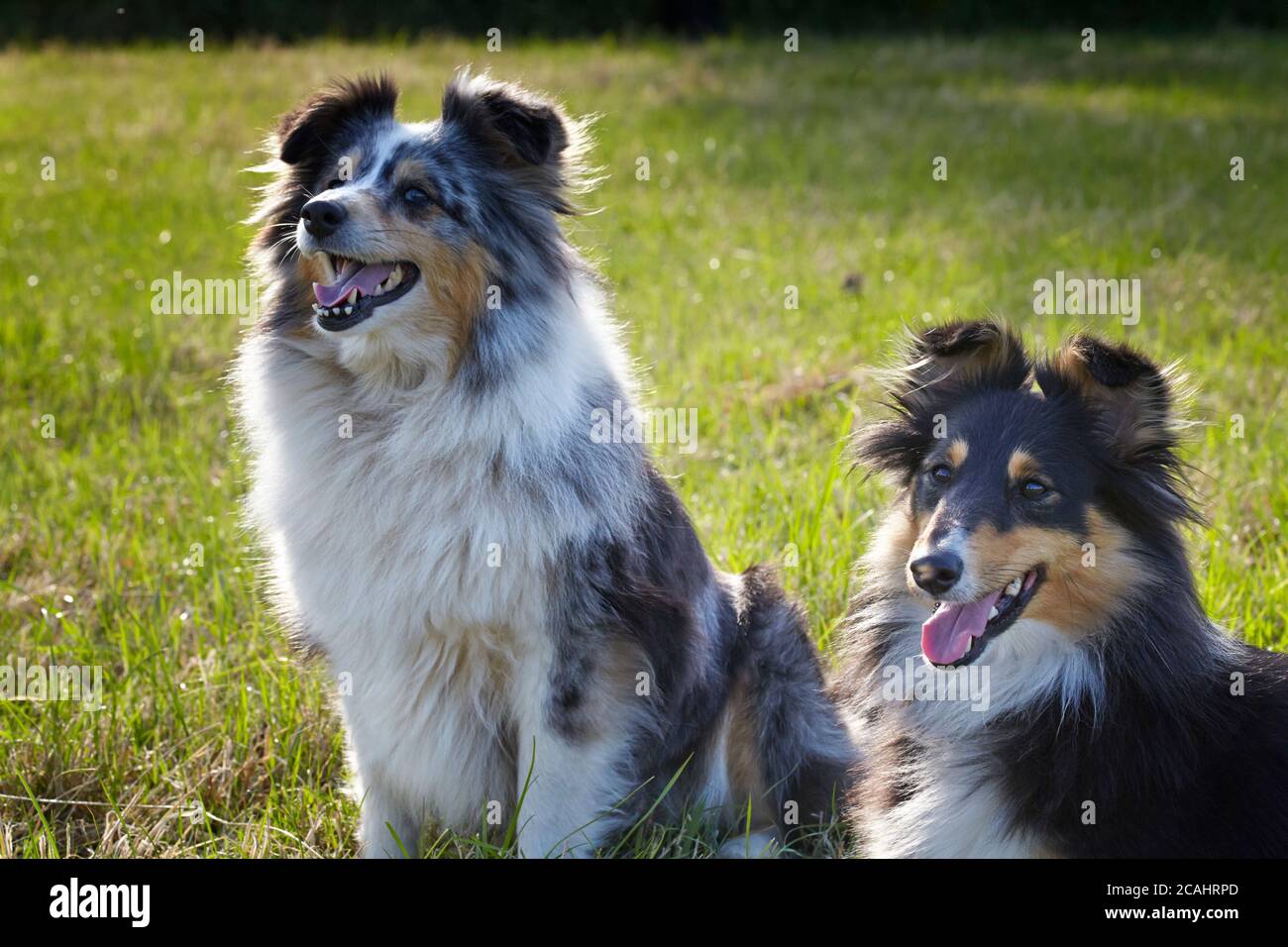 Blue Merle und Tricolor Shelties vor der Tür Stockfoto