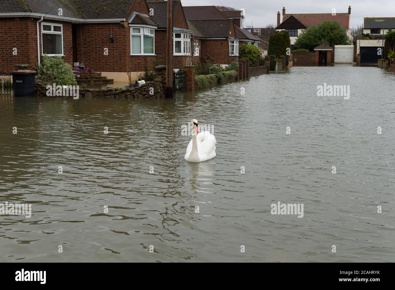 Ein Schwan schwimmt in den überschwemmten Mayfield Gardens, Egham Hythe, Surrey, nachdem die Themse brach es Ufer, und Flut zahlreiche Häuser, Mayfield Gardens, Egham Hythe, Surrey, Großbritannien. Februar 2014, 14 Stockfoto