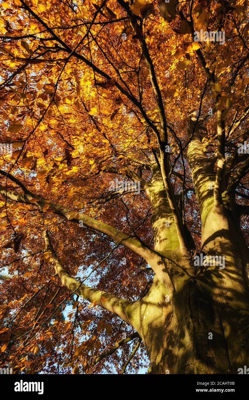 Kupferbuche im Herbst Stockfoto