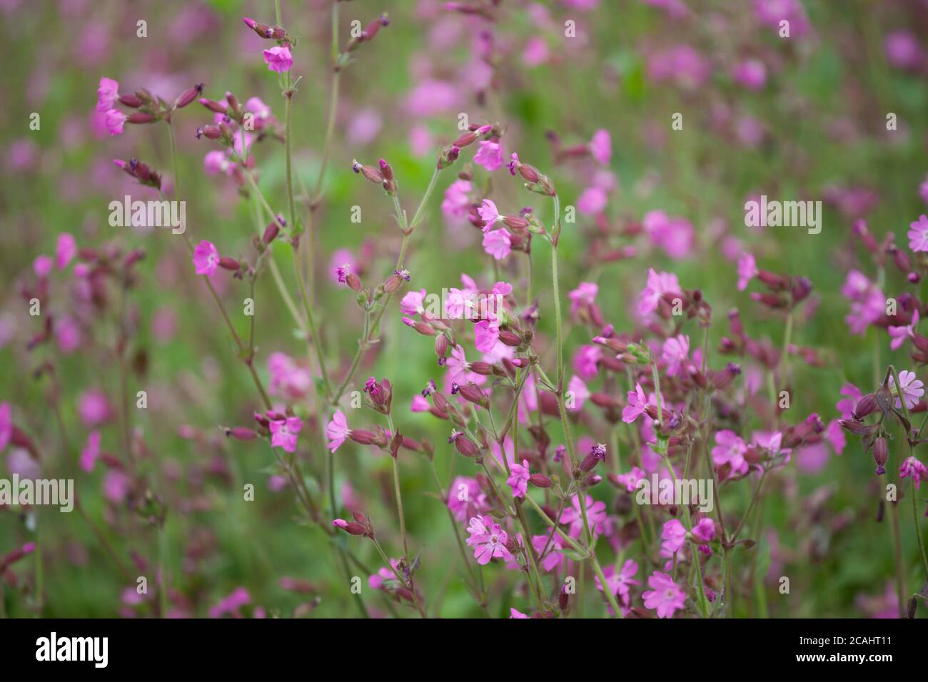 Roter campion wächst auf einer Suffolk-Schutzwiese Stockfoto