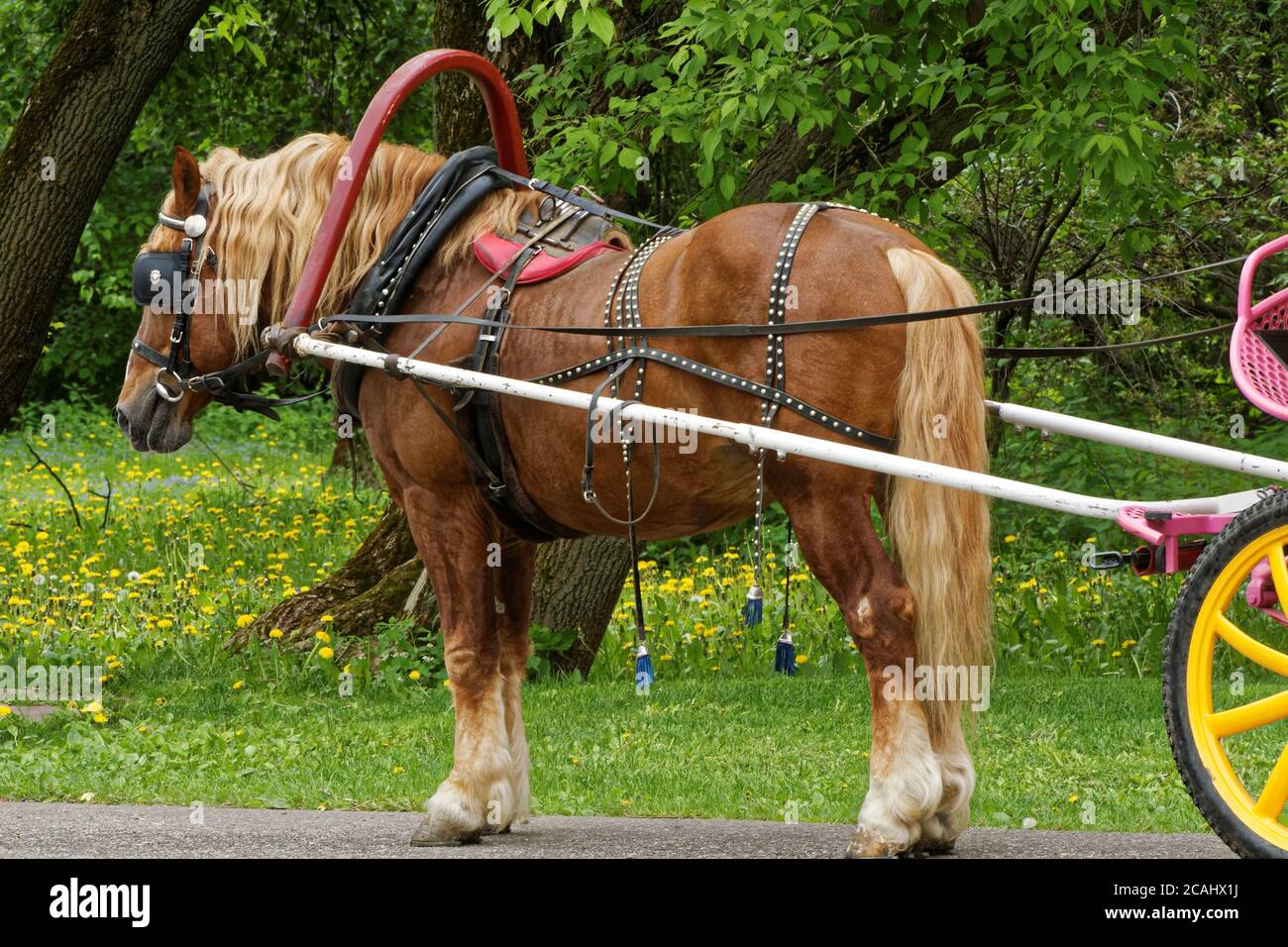 Foto von Pferd gespannt Stockfoto