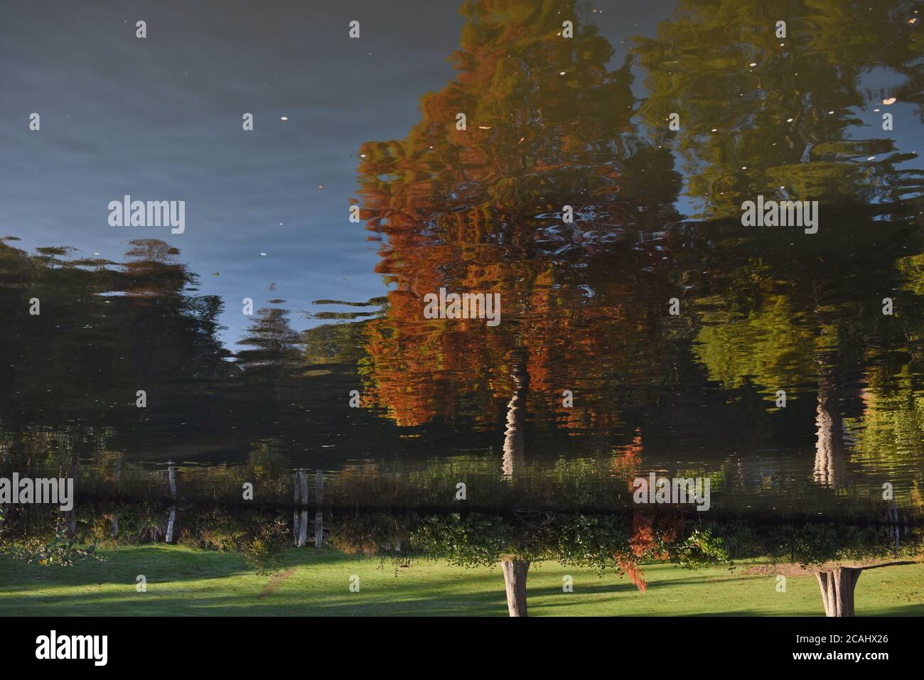 Ein Baum spiegelt sich in der Themse Herbstliche Fotografie aufgenommen in der Nähe von Cliveden Stockfoto