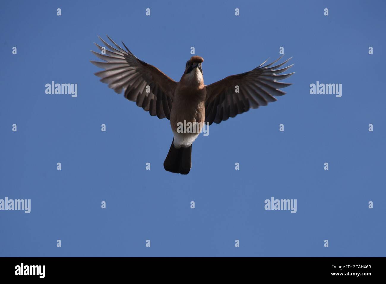 Ein jay fliegt über dem Himmel mit einer Eichel im Schnabel Stockfoto