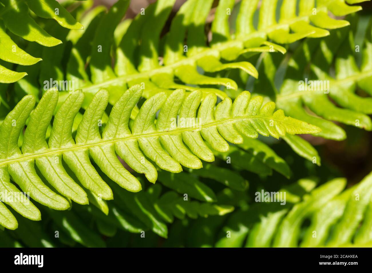 Hardfarn (Blechnum spicant), auch Hirsch Farn genannt, ein lebhafter grüner Farn, der immergrün ist und zwei Arten von Wedeln hat, UK. Nahaufnahme von sterilen Wedeln Stockfoto