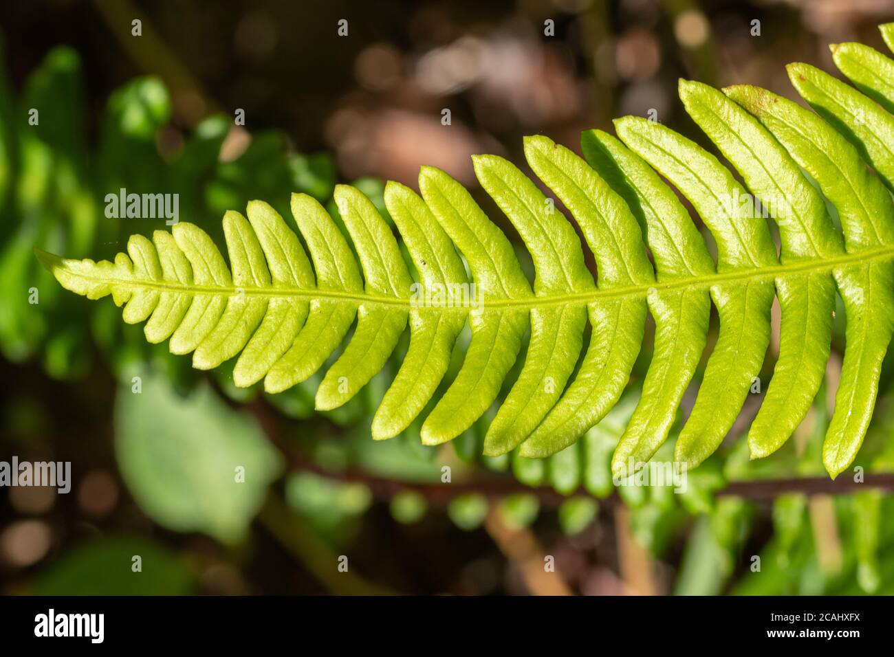 Hardfarn (Blechnum spicant), auch Hirsch Farn genannt, ein lebhafter grüner Farn, der immergrün ist und zwei Arten von Wedeln hat, UK. Nahaufnahme von sterilen Fransen Stockfoto