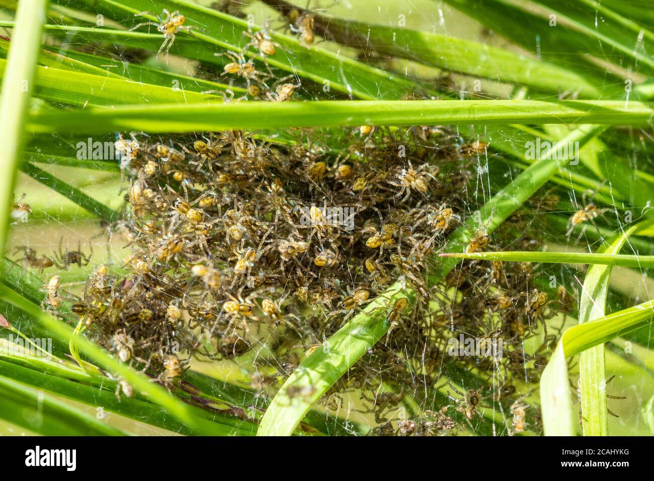 Floßspinne (Dolomedes fimbriatus) nisten mit vielen Spinnen im Baumkärtchen in Pondside-Schilf am feuchten Heidenhabitat, UK Stockfoto