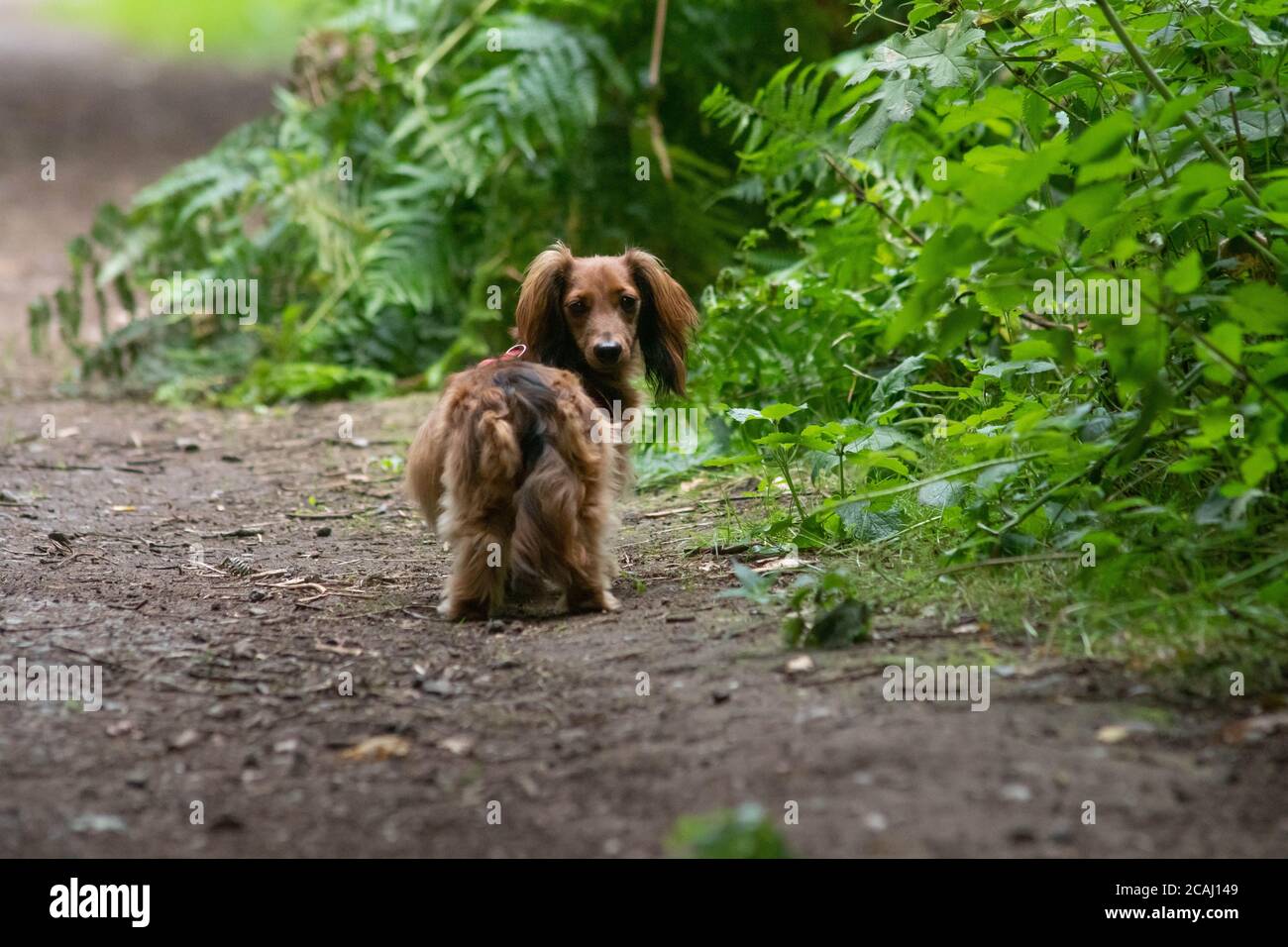 Wursthund auf dem Spaziergang Stockfoto