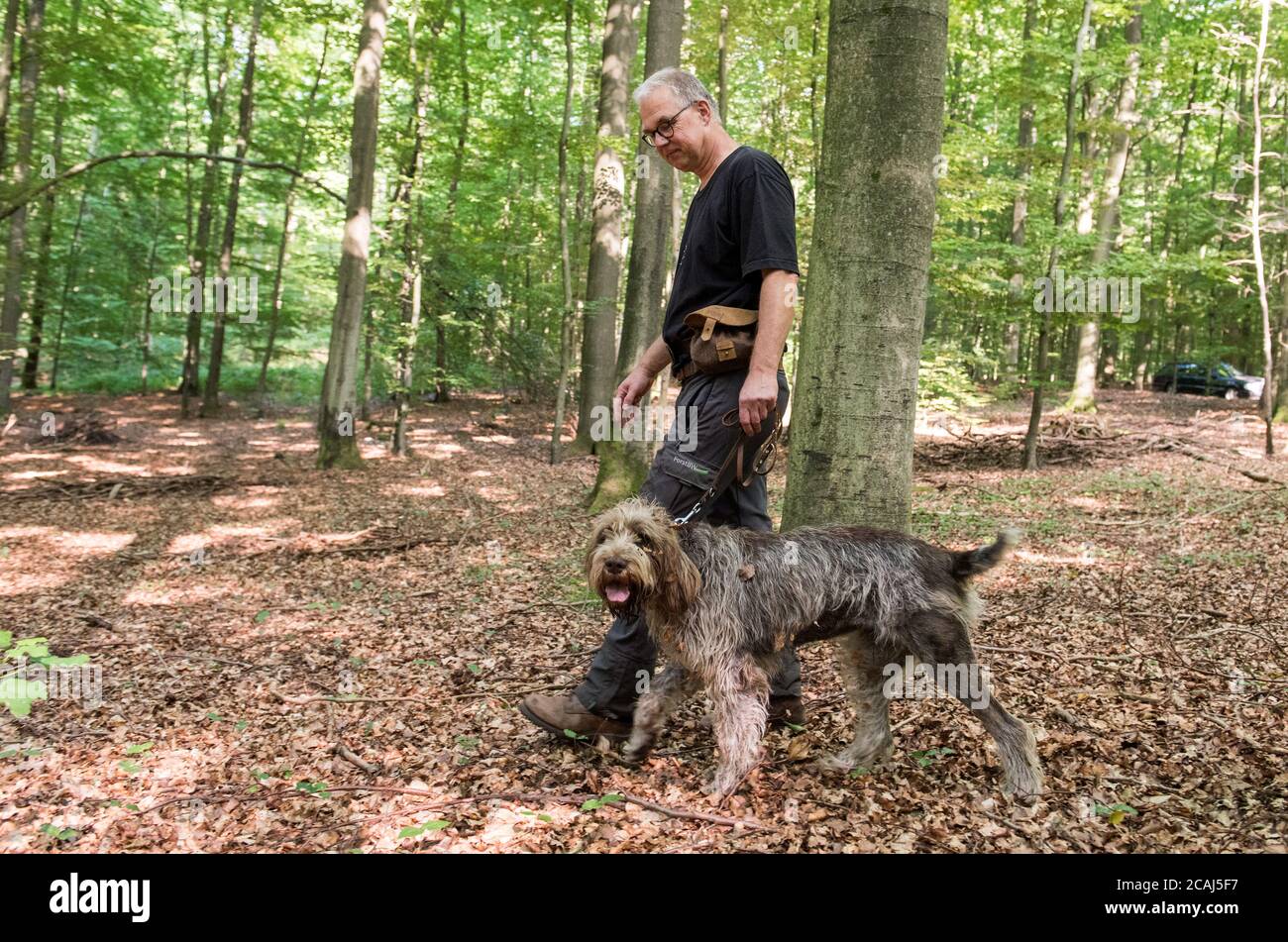 Fredeburg, Deutschland. August 2020. Henner Niemann, Leiter des Kreisforsten Herzogtum Lauenburg, sucht mit seinem Hund 'Wilma' der Rasse Spinone Italiano im Wald nach einem toten Wildschwein. Mit ausgebildeten Suchhunden will das Herzogtum Lauenburg ab September die Ausbreitung der Afrikanischen Schweinepest in Schleswig-Holstein verhindern. (To dpa 'Hunde fangen sollte Schweinepest stoppen') Quelle: Daniel Bockwoldt/dpa/Alamy Live News Stockfoto