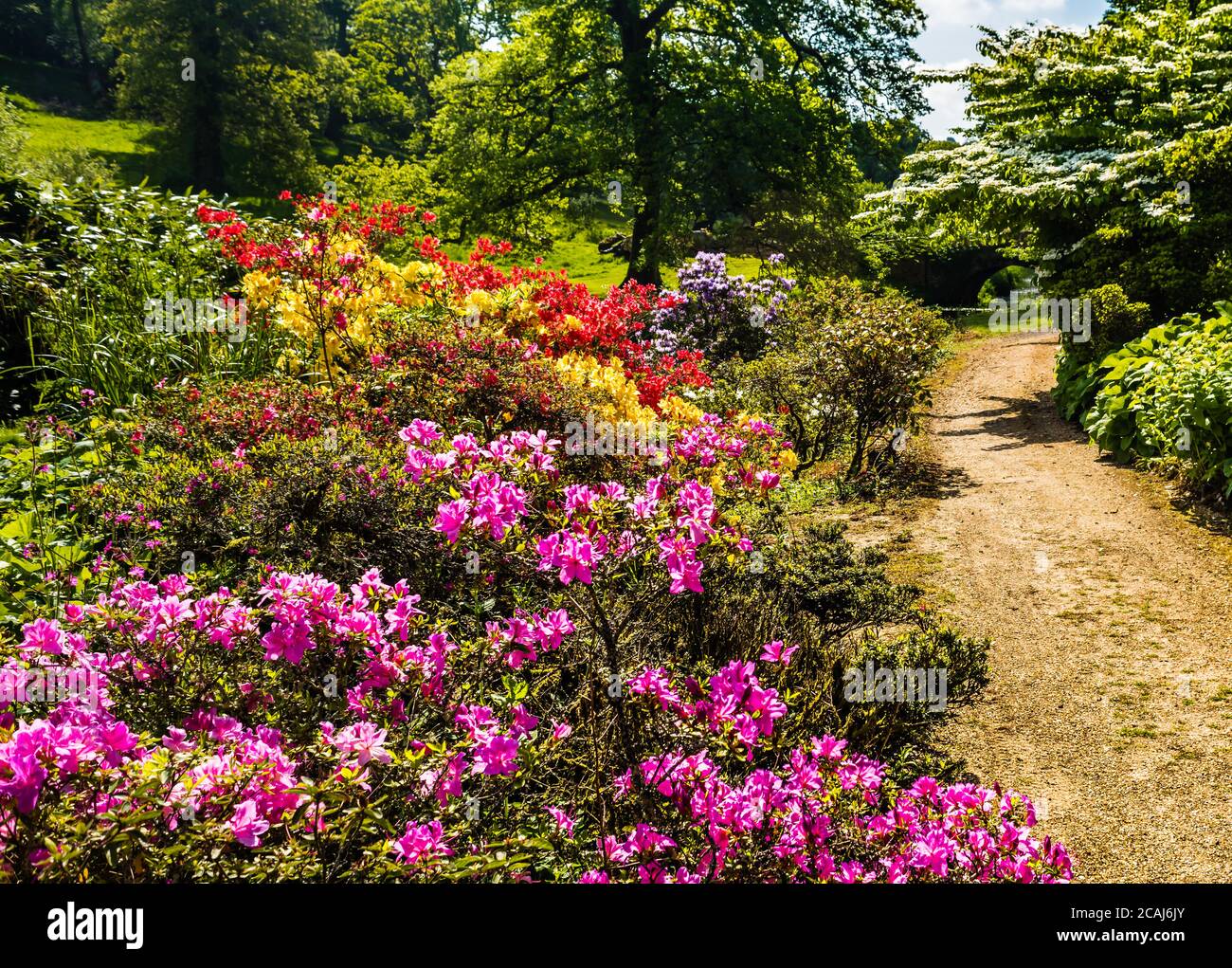 Minterne Gardens, Minterne, Dorset. Ein Ort, um einen ruhigen Spaziergang zu machen. Stockfoto