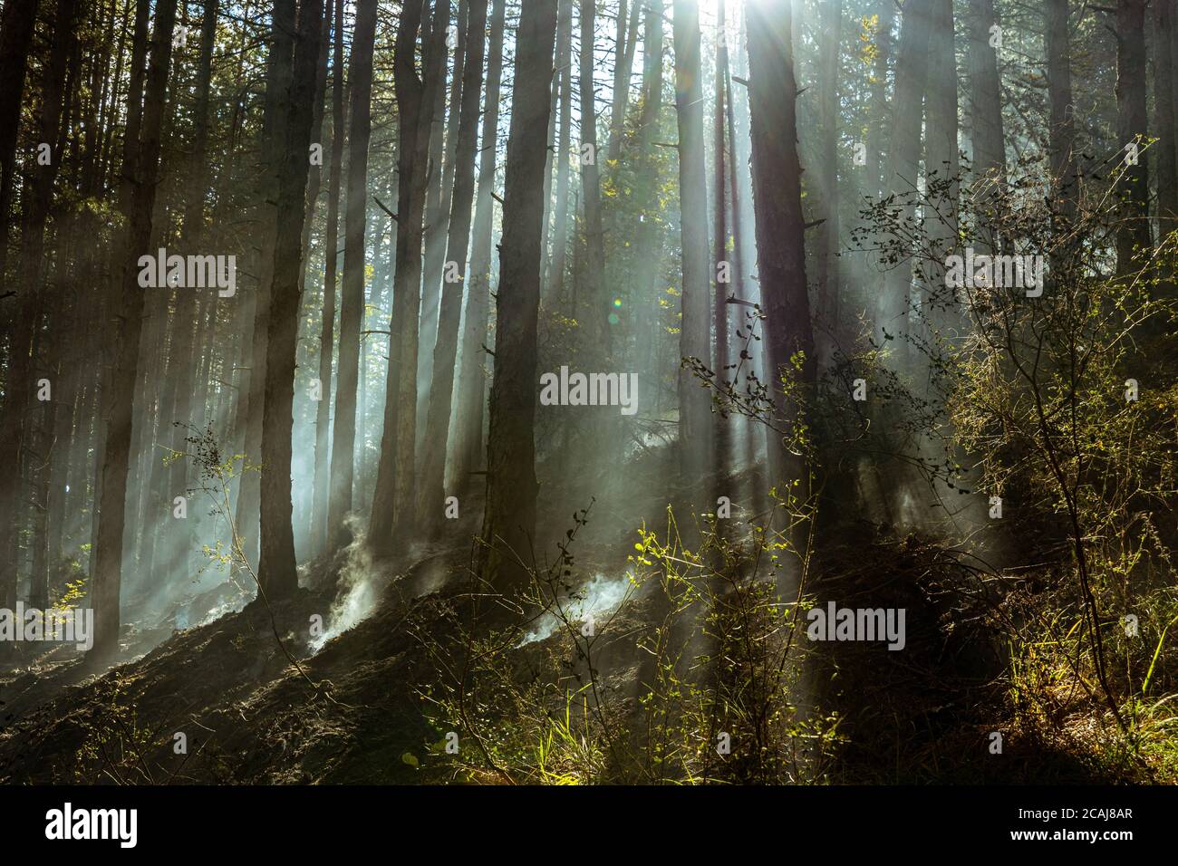 Die Sonnenstrahlen durchdringen den Rauch der verbrannten Waldstämme Stockfoto