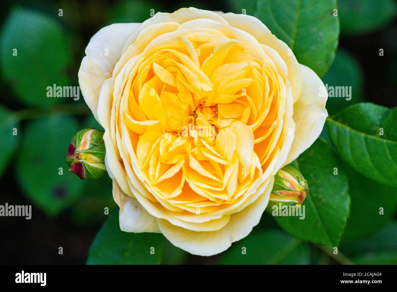 Eine Blume und Knospen einer Rose neckend Georgien (Rosa Neckt Georgien) Stockfoto