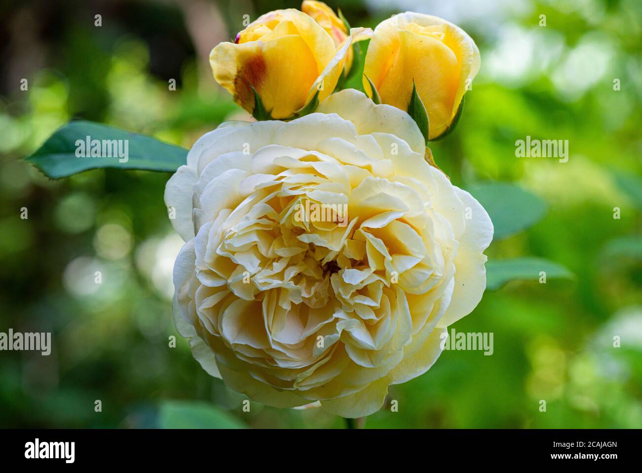 Eine Blume und Knospen einer Rose neckend Georgien (Rosa Neckt Georgien) Stockfoto