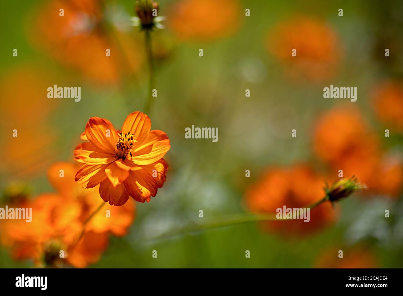 Verträumte Bild Og orange Blumen Stockfoto