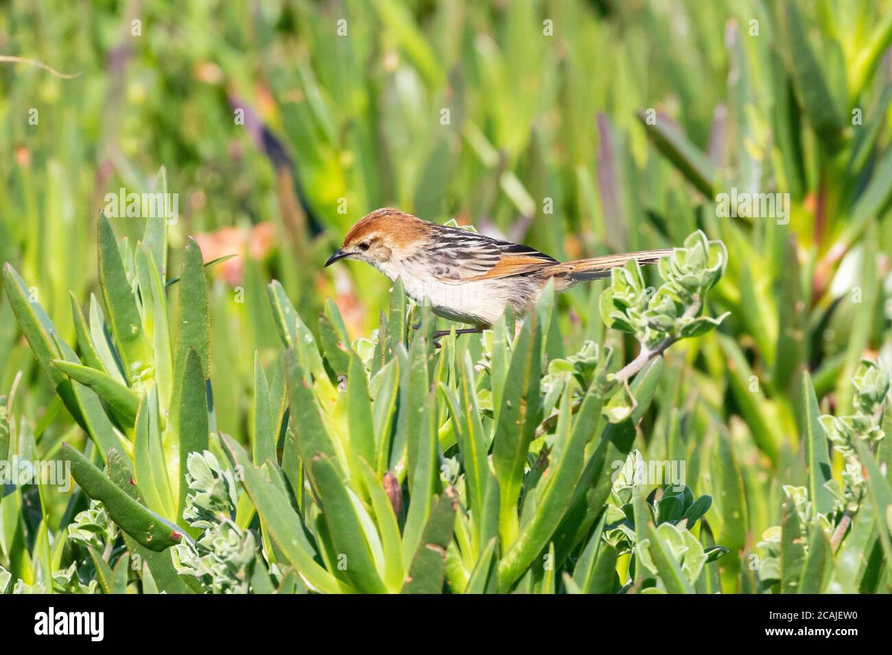 Levaillant's Cisticola / Tinkling Cisticola (Cisticola tinniens) am saftigen Rietvlei Wetland Reserve der Küste, Table Bay Nature Reserve, Kapstadt, W Stockfoto