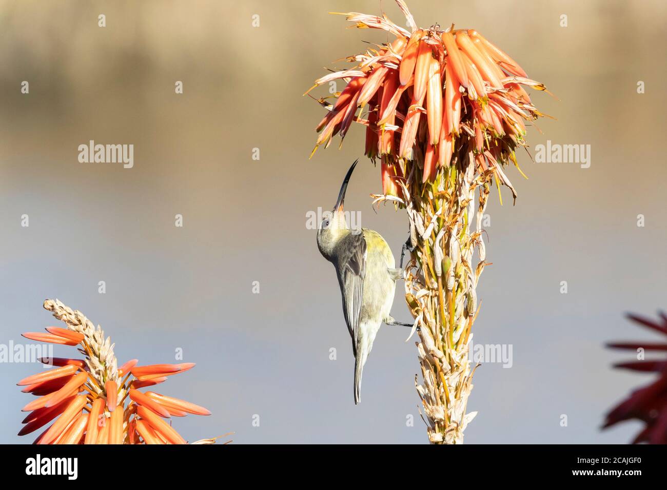 Weibliche Malachit-Sonnenvogel (Nectarinia famosa) auf der Nahrungssuche auf Aloe im Winter, Breede River, Western Cape, Südafrika alias Yellow tufted Long T Stockfoto