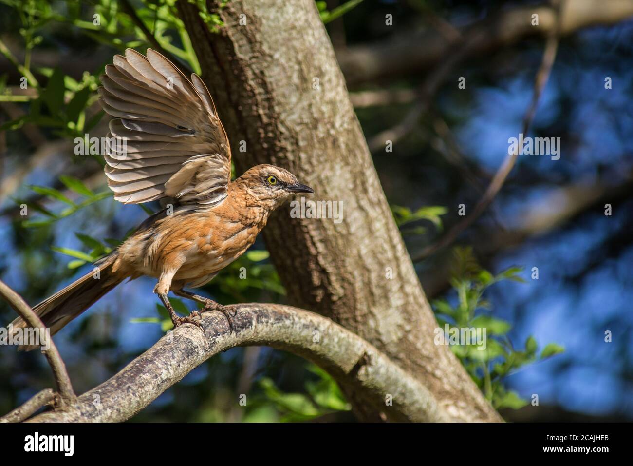 Sabiá-do-campo (Mimus saturninus - Lichtenstein, 1823) Stockfoto