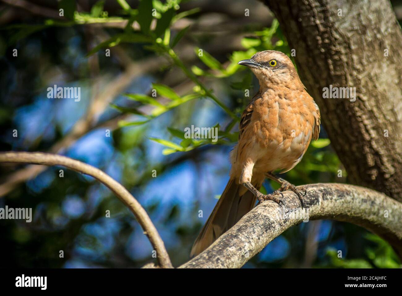 Sabiá-do-campo (Mimus saturninus - Lichtenstein, 1823) Stockfoto