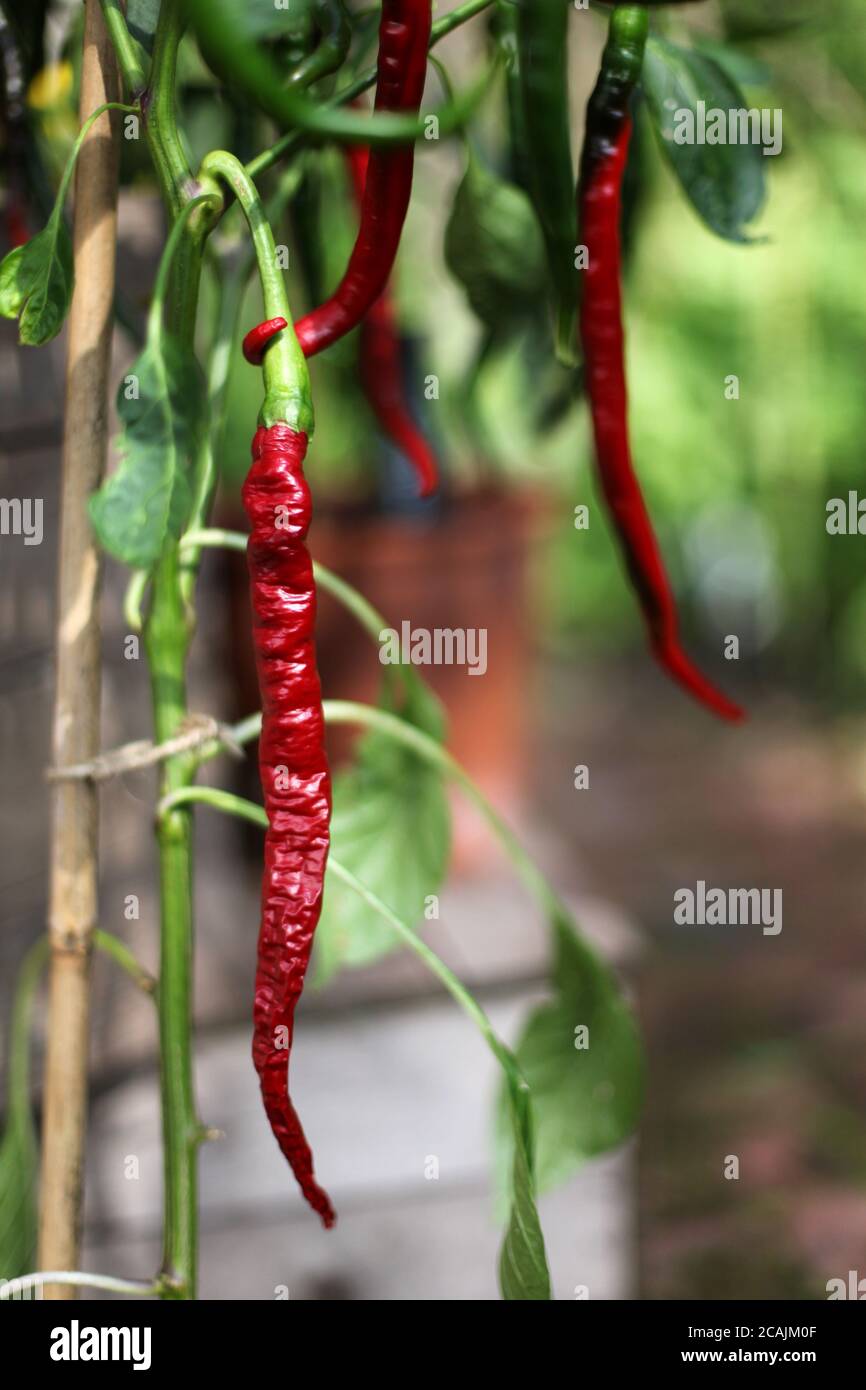 Rote Chilischoten wachsen auf Pflanzen im Garten Stockfoto