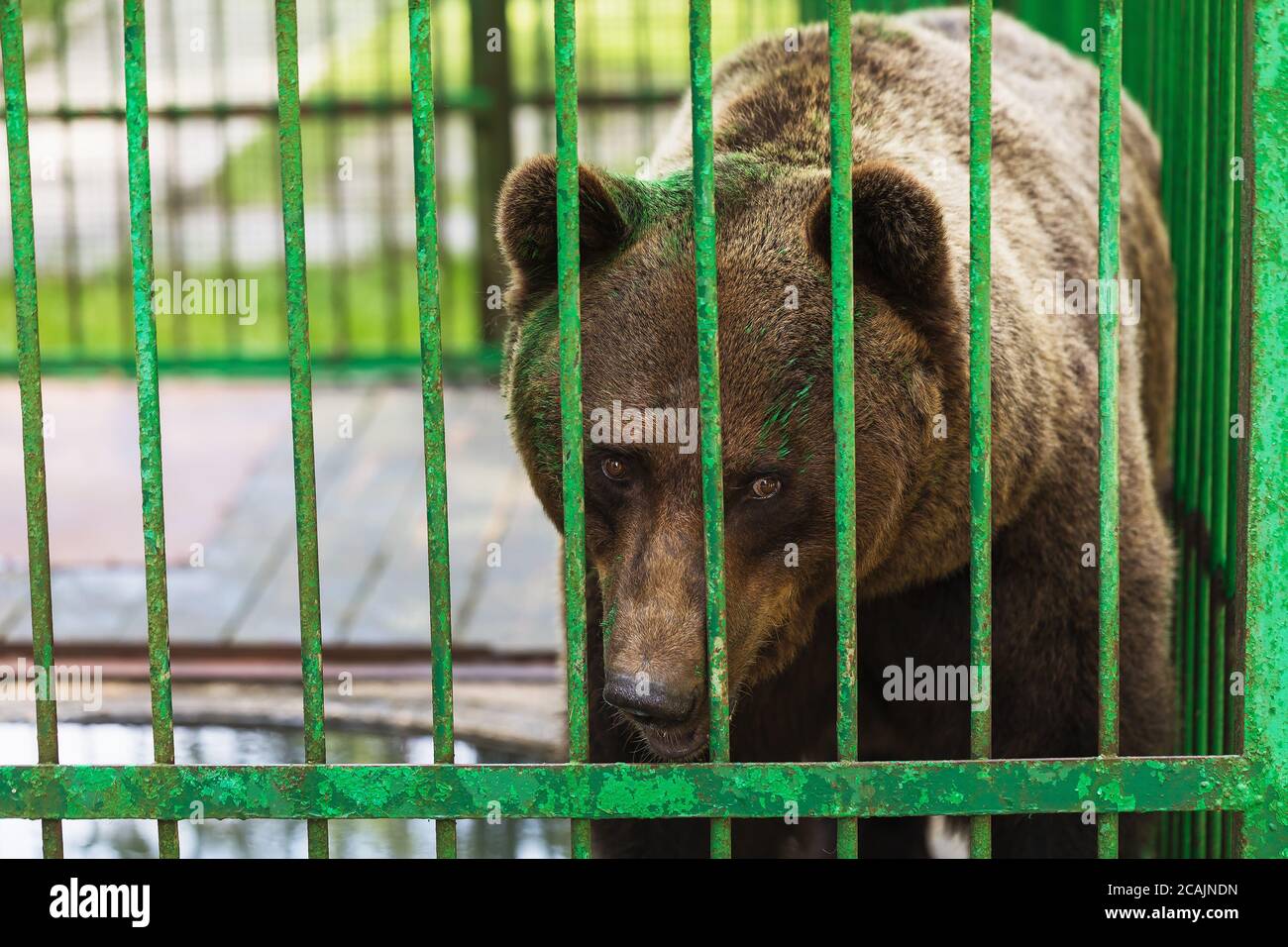 Bär in einem Käfig mit einem bemalten Gesicht. Konzept zum Thema Tiermissbrauch Stockfoto