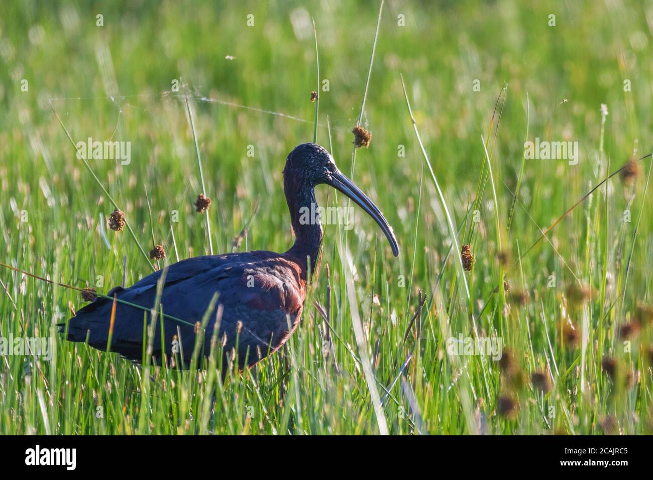 Hochglanz-Ibis (Plegadis falcinellus) watender Vogel Stockfoto