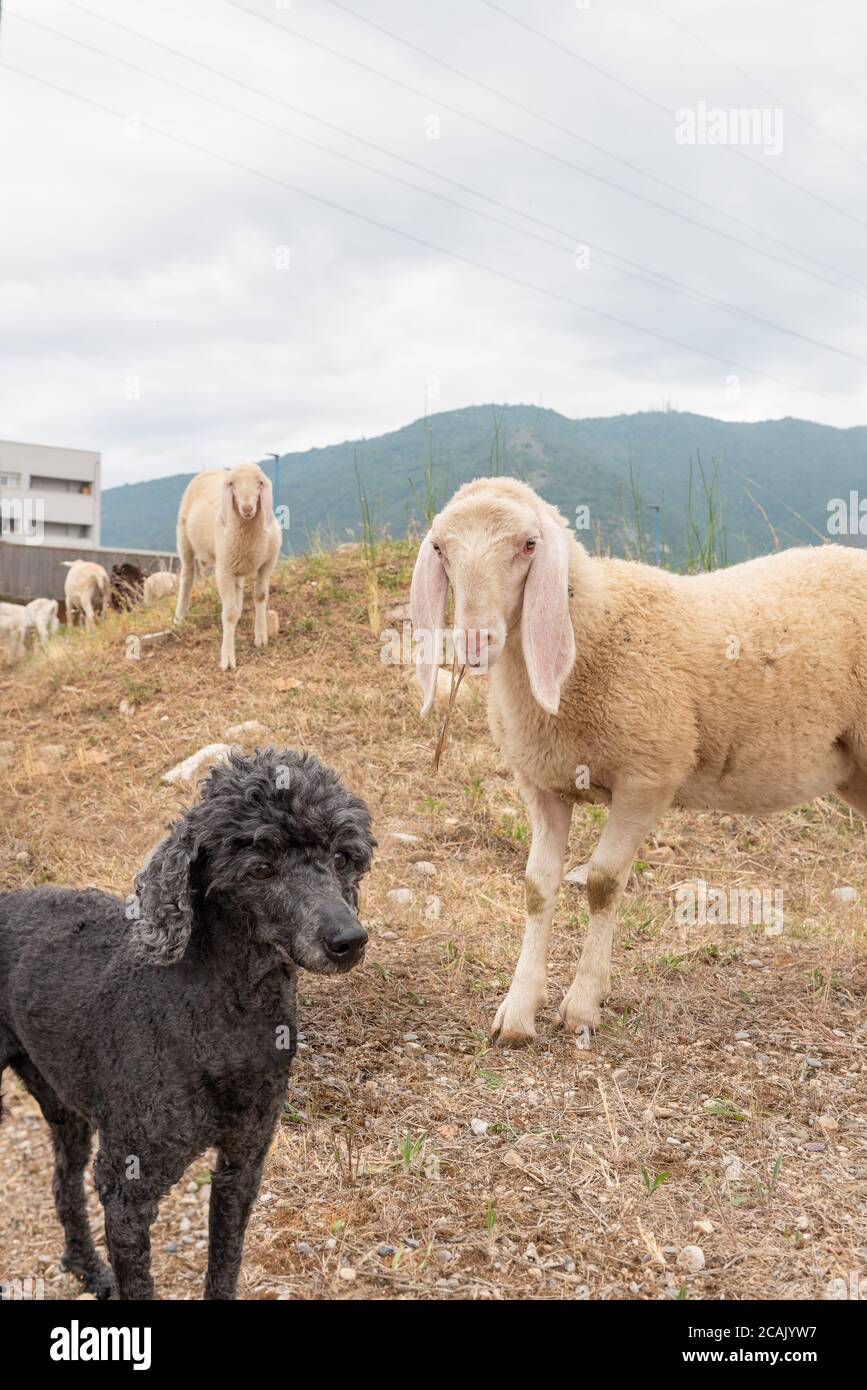 Weiße Schafe und schwarze Toy Pudel schauen Sie uns an. Konzept von Vielfalt, Akzeptanz und Neugier. Verschiedene Tiere. Stockfoto