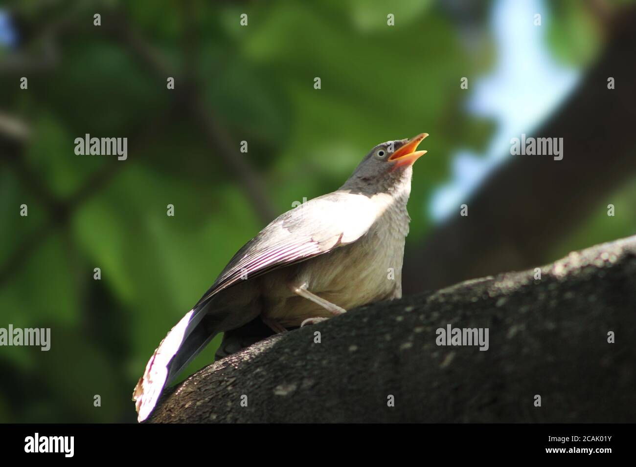 Großer grauer Schwätzer, der auf einem Baum in der Nähe sitzt Stockfoto