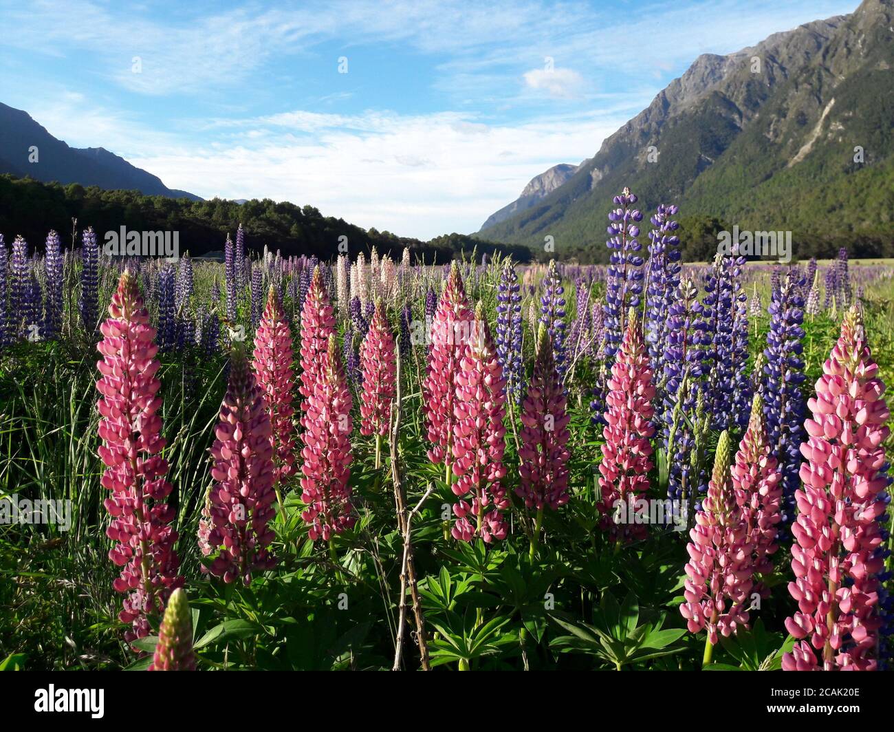 Feld von rosa und lila Farbe Lupinen (lupinus) Blumen auf Wiese von Bergen umgeben. Neuseeland. Stockfoto