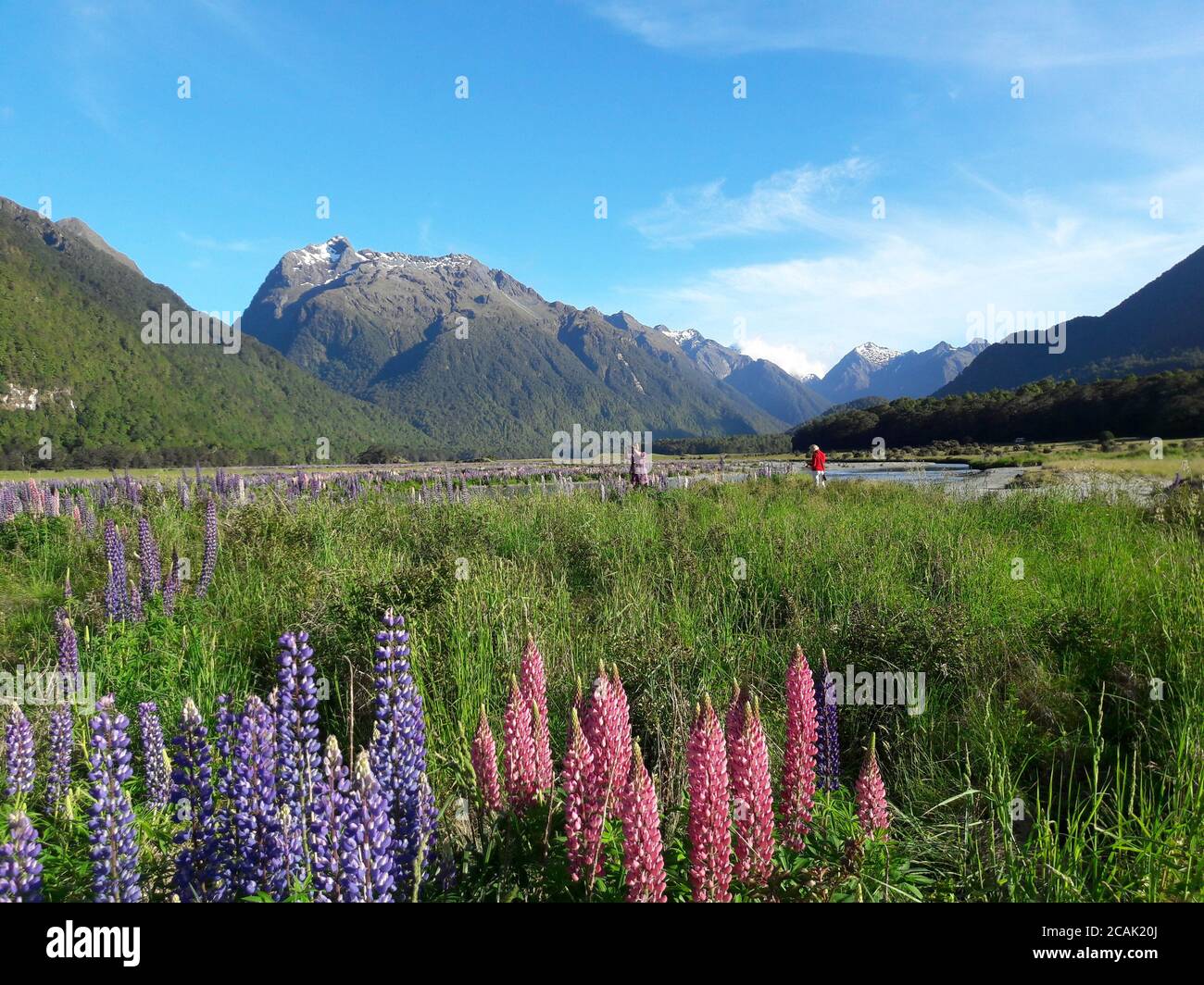 Feld von rosa und lila Farbe Lupinen (lupinus) Blumen auf Wiese von Bergen umgeben. Neuseeland. Stockfoto