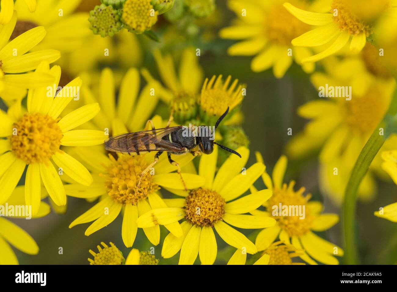 Bienenwolf (Philanthus triangulum) füttert Ragwort Stockfoto