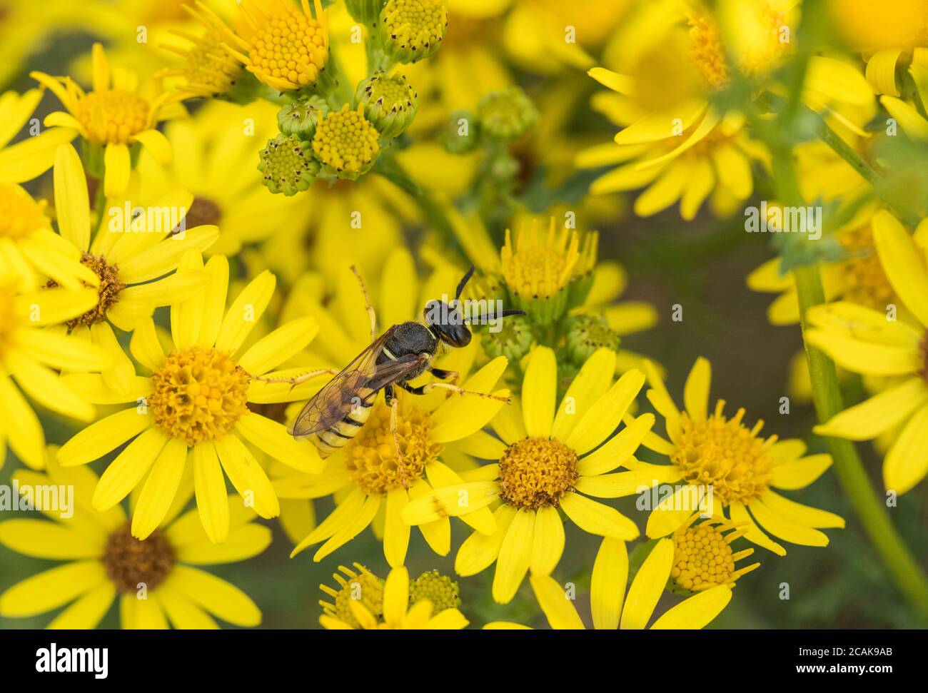 Bienenwolf (Philanthus triangulum) füttert Ragwort Stockfoto