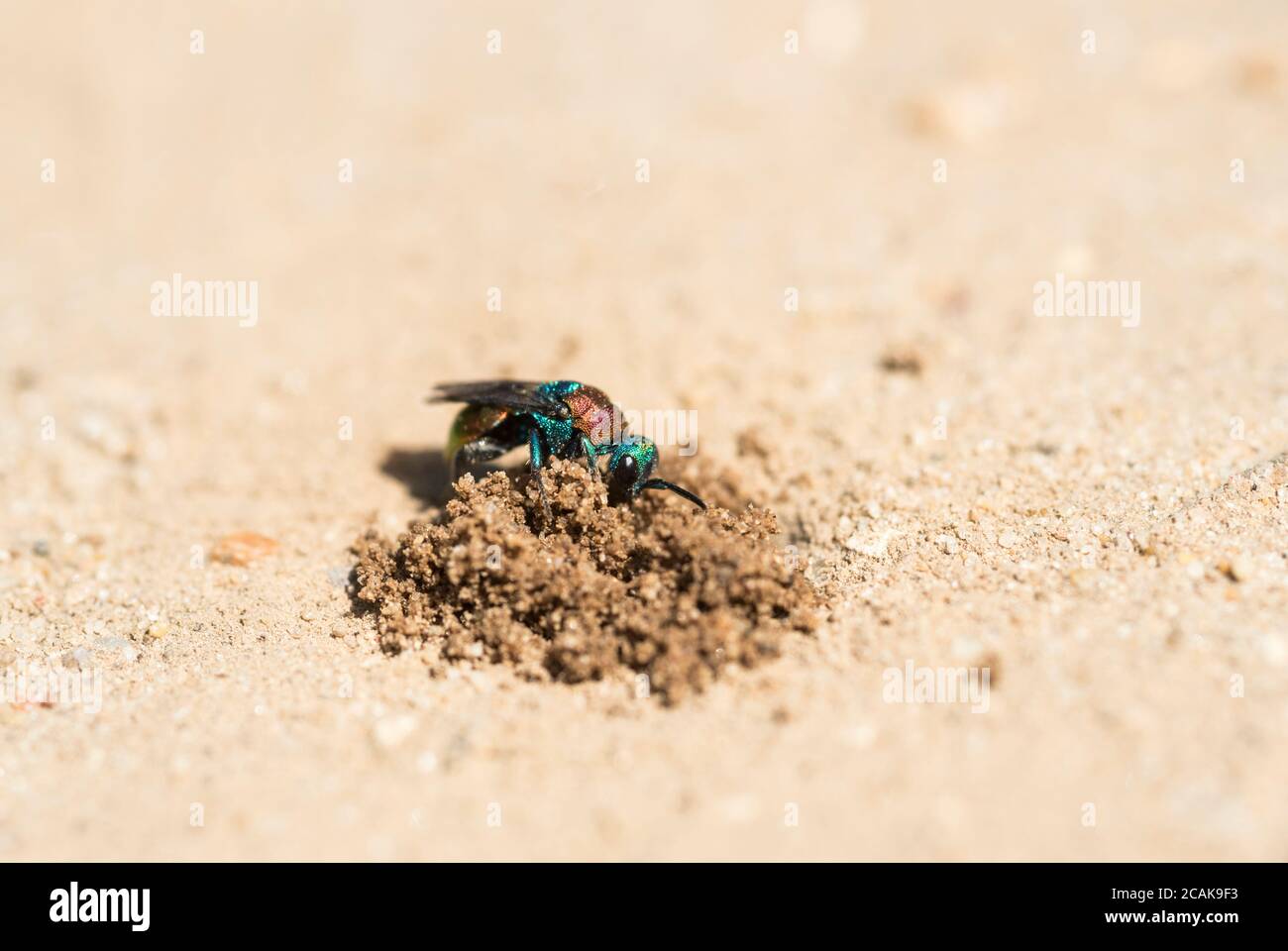 Jewel Wasp (Hedychrum niemelia) ein Kuckucksparasit von Cerceris, der ein Nestloch untersucht Stockfoto