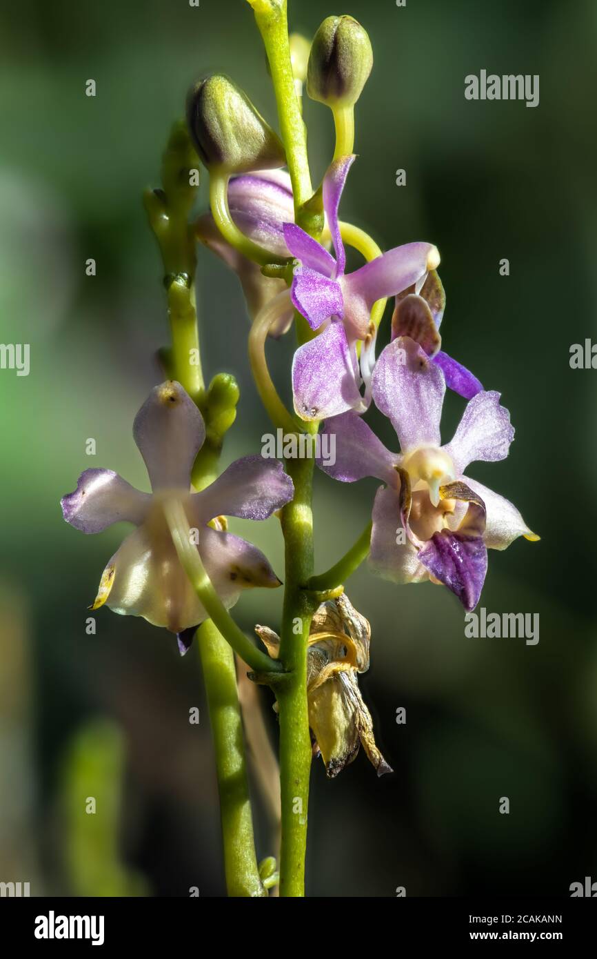 Var pulcherrima -Fotos und -Bildmaterial in hoher Auflösung – Alamy