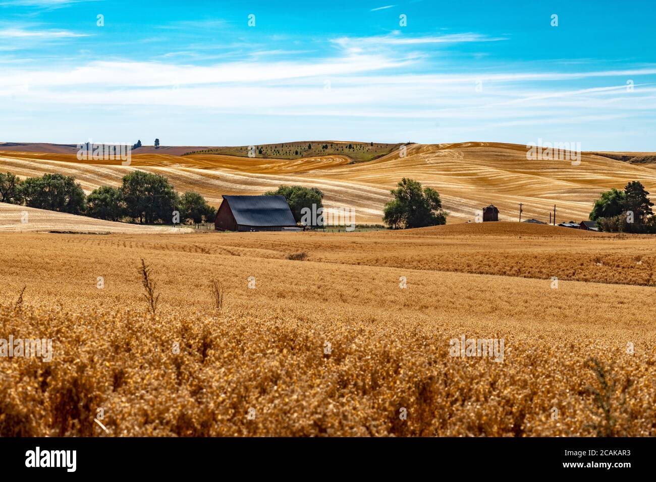 Linsenfelder (Lens culinaris), Palouse, WA Stockfoto