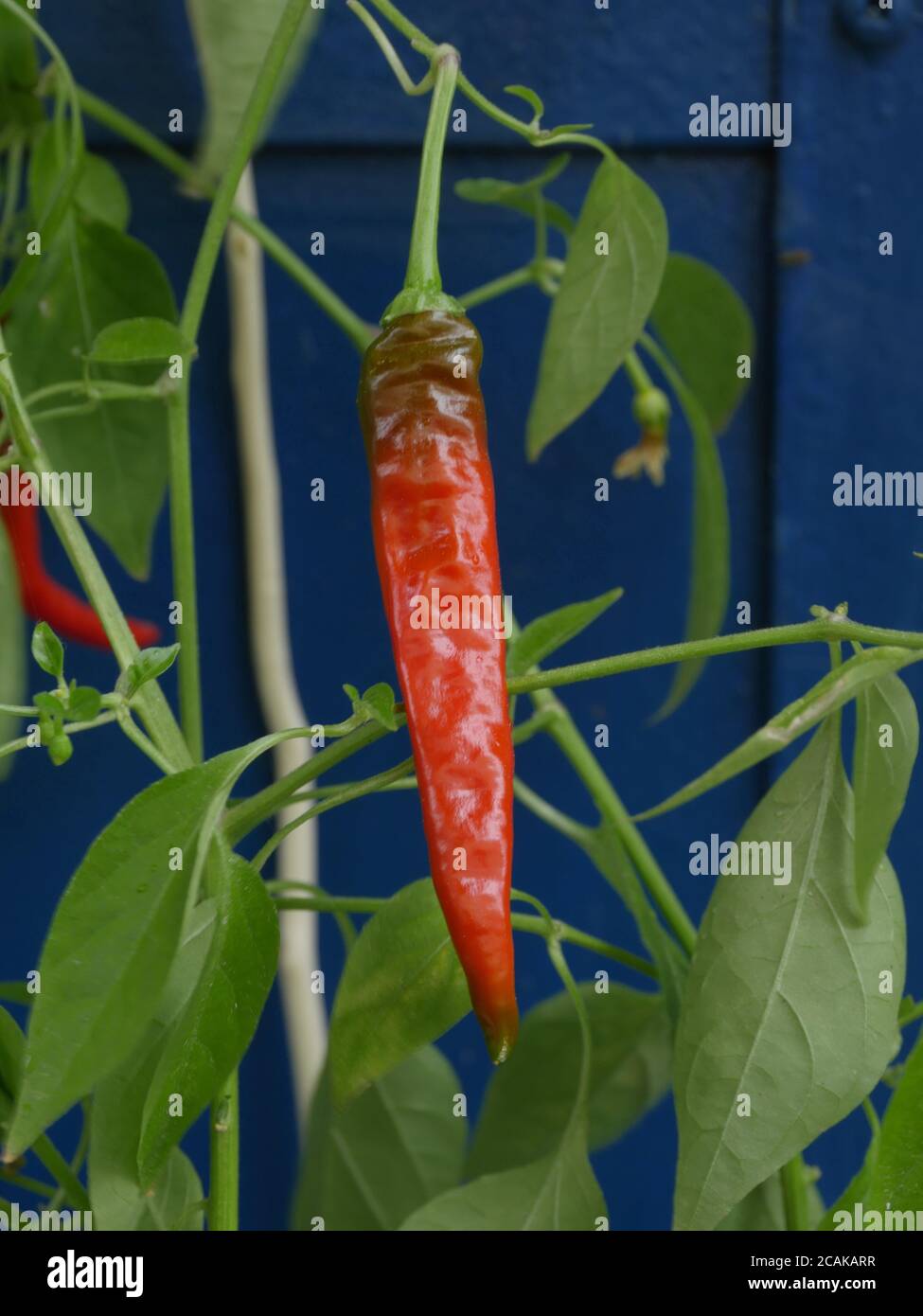 Scharfe rote Paprika auf einem Zweig Stockfoto