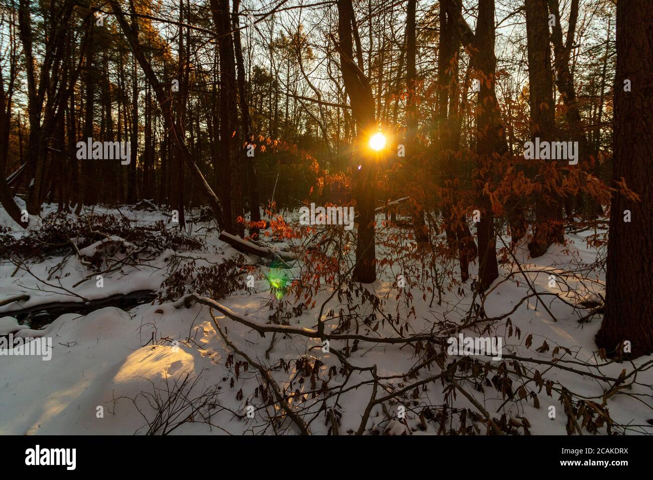Winter im Upstate NY Forest Stockfoto