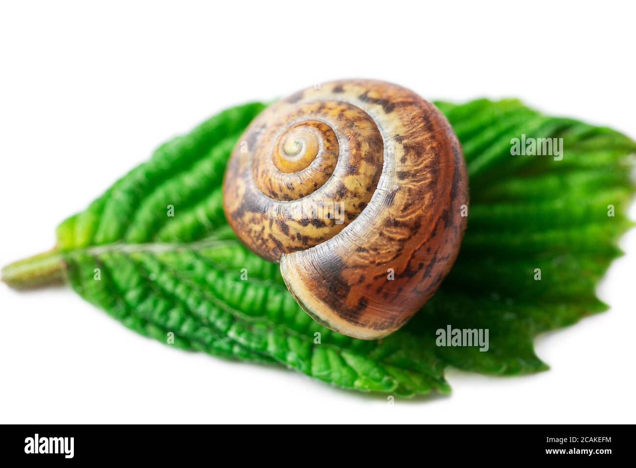 Kleine Schnecke, die auf dem grünen Blatt isoliert auf dem liegt Weißer Hintergrund Stockfoto