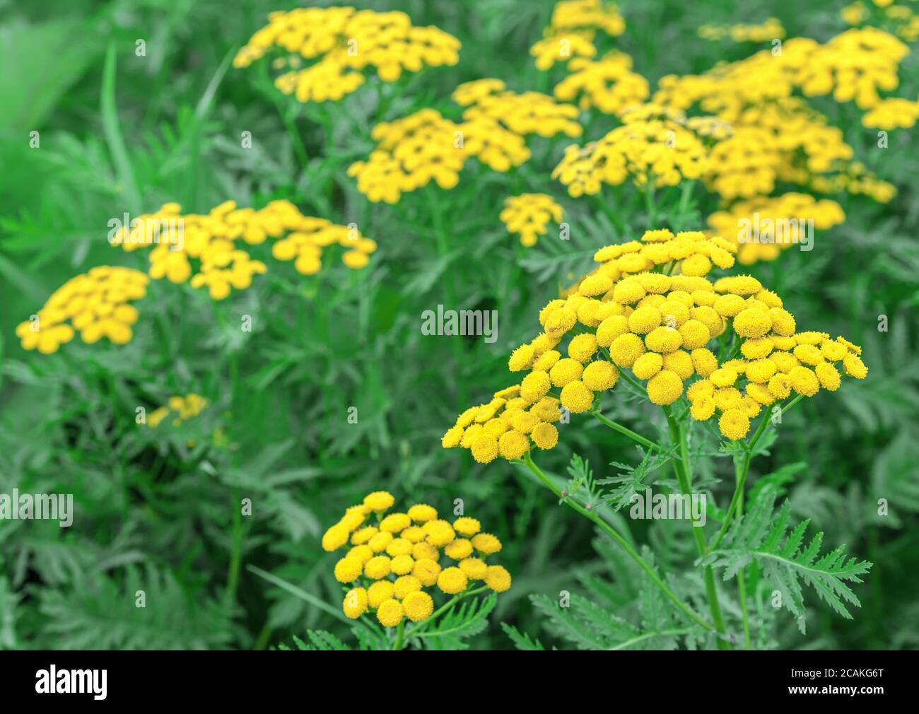 lunaria annua alba variegata LUNARIA ANNUA 'VARIEGATA' – Cotswold Garden Flowers main image 0
