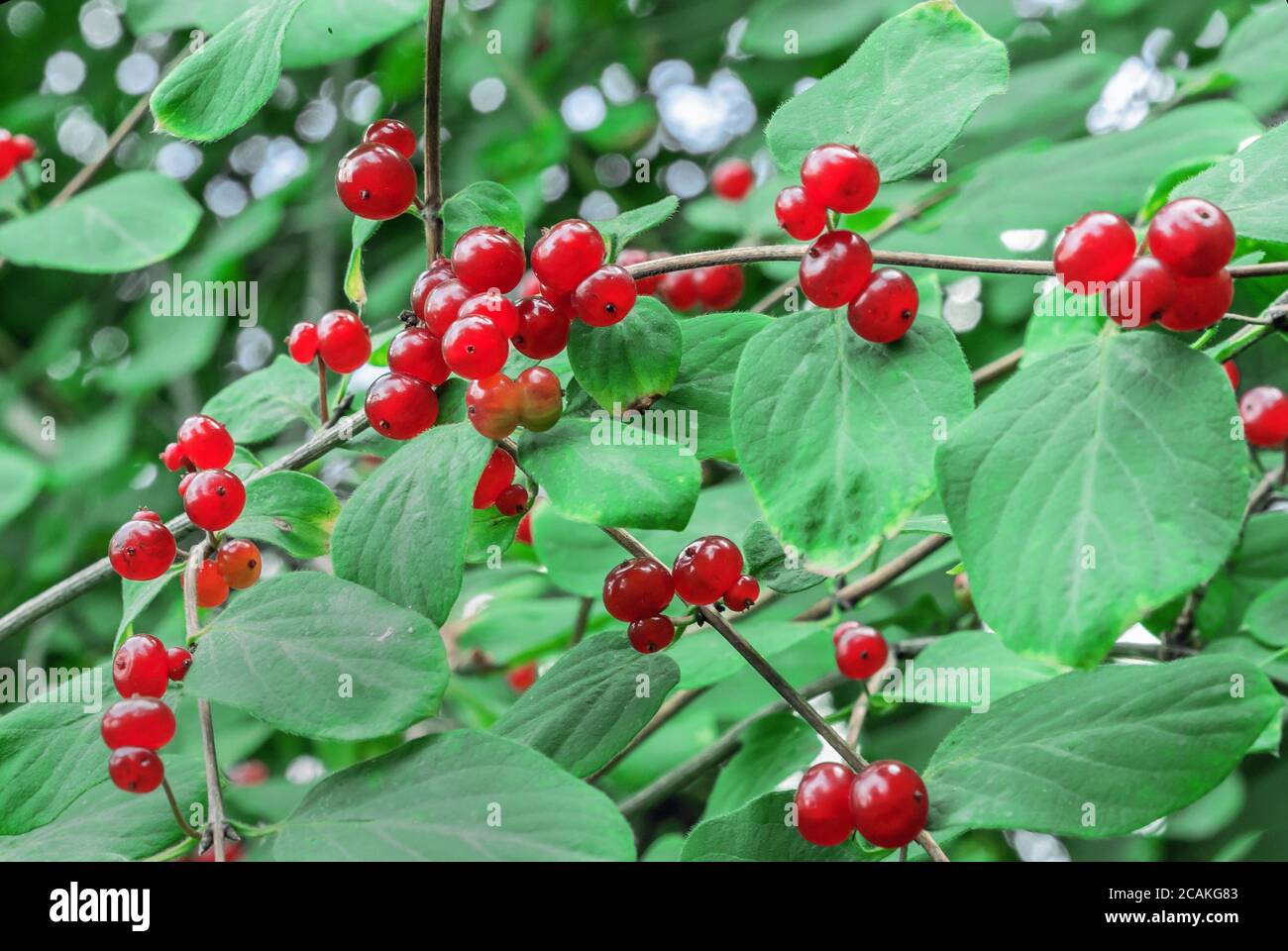Rote giftige Beeren des Zwerghonigs auf dem Ast des Baumes. Stockfoto