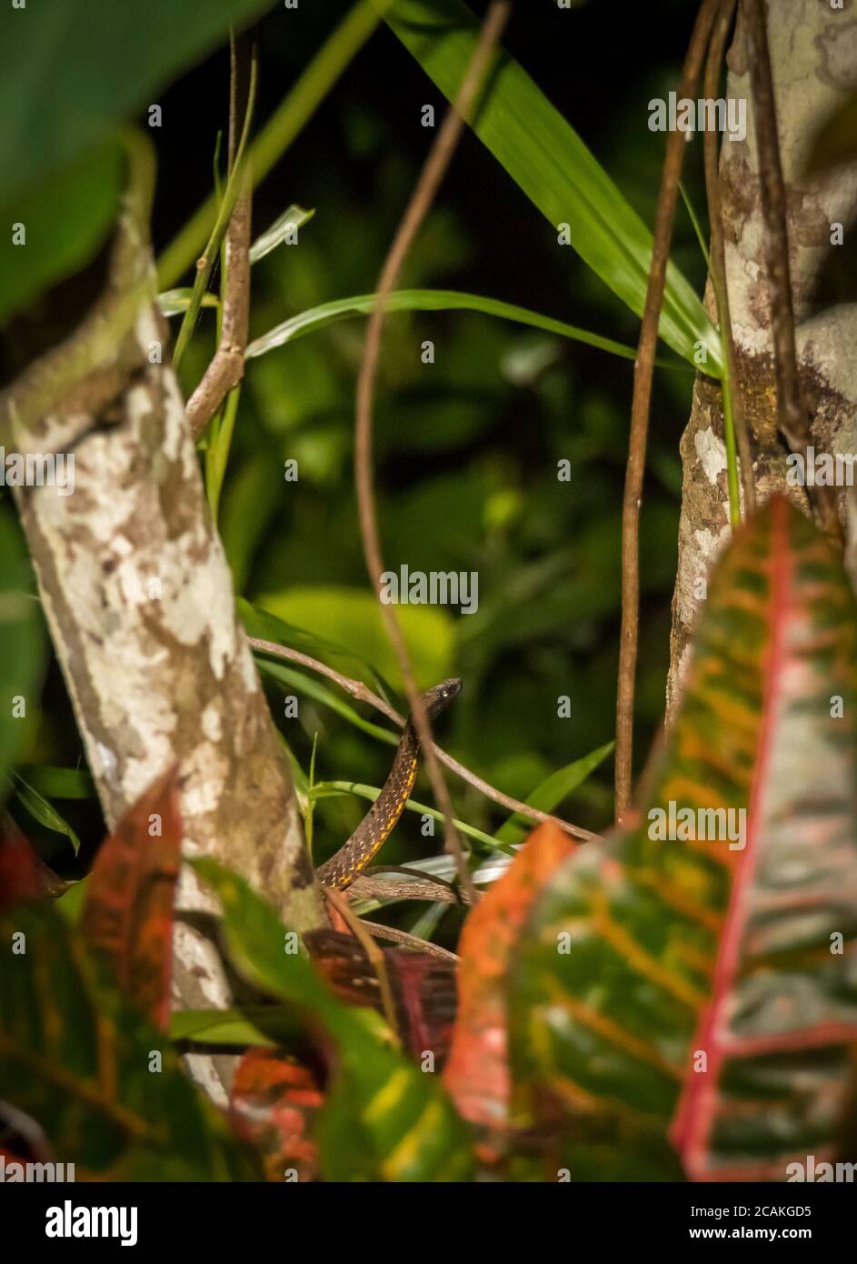 Ein Foto einer Baumschlange in einem Regenwald bei Nacht, Tiomen Island, Malaysia Stockfoto